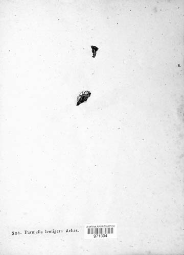Squamarina lentigera image